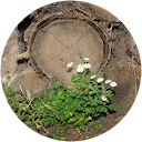 nicole profile picture